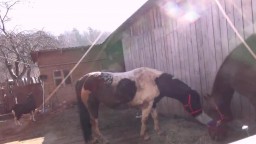Влажная русская зоофилка сосет коню крупную шишку видео оральное зоо