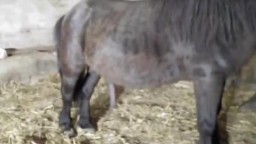Опытная дама в кожаных штанах раздрочила хуй у пони и трахнулась с лошадью видео зоо порно