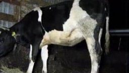 Молодой ненасытный зоофил ебет корову в сарае бесплатное зоо порево