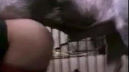 Свинья пегой расцветки пендюрит в дырку владелицу порнозоо видео